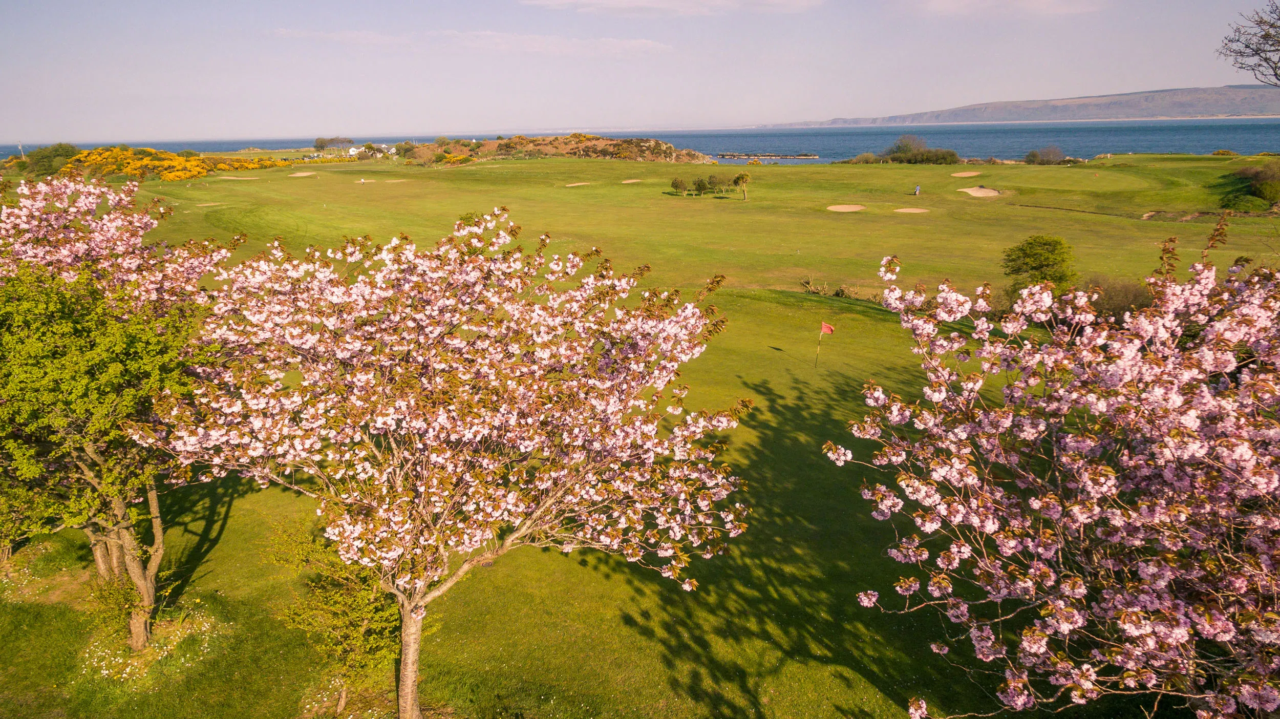 Cherry blossom in spring framing a coastal links golf course green and bunkers by the sea